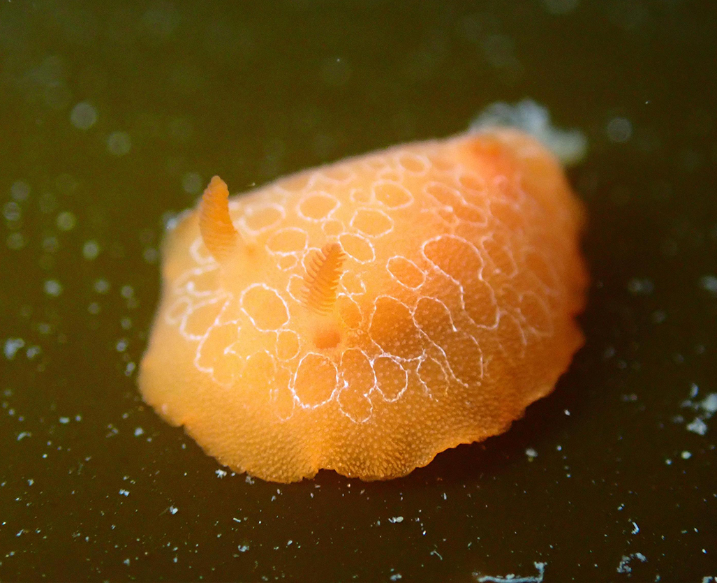 Discodoris rosi is a species of sea slug